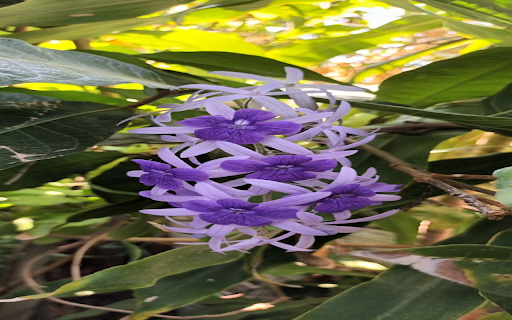 Blue Apricot Flower Wallpaper  from Chrome web store to be run with OffiDocs Chromium online
