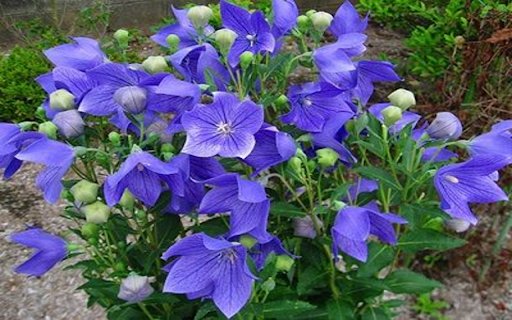Bluebell Wallpaper  from Chrome web store to be run with OffiDocs Chromium online