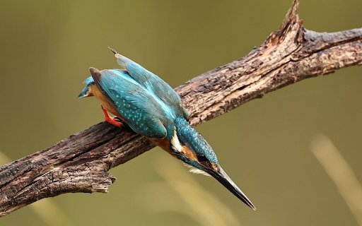 Bluebird  from Chrome web store to be run with OffiDocs Chromium online