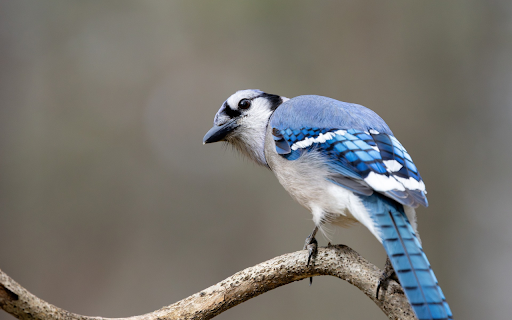 Blue Bird with Black Beak  from Chrome web store to be run with OffiDocs Chromium online