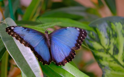 Blue Butterfly with Black Border  from Chrome web store to be run with OffiDocs Chromium online