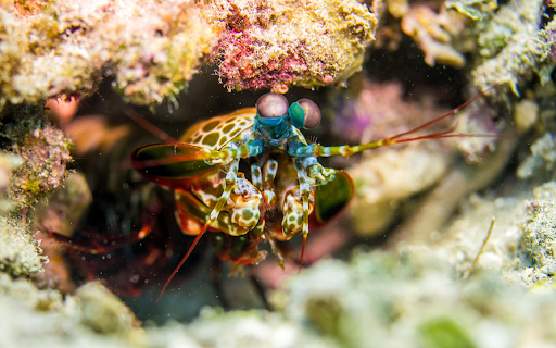 Blue eyed shrimp  from Chrome web store to be run with OffiDocs Chromium online