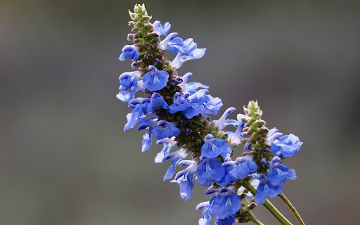 blue flower branches  from Chrome web store to be run with OffiDocs Chromium online