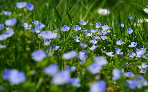 Blue flowers  from Chrome web store to be run with OffiDocs Chromium online