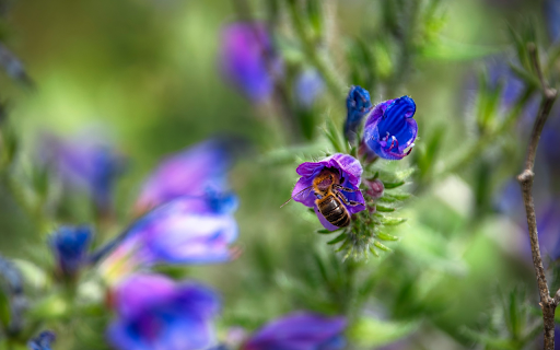 Blue Flowers and Bees from Chrome web store to be run with OffiDocs Chromium online Blue Flowers and Bees from Chrome web store to be run with OffiDocs Chromium online