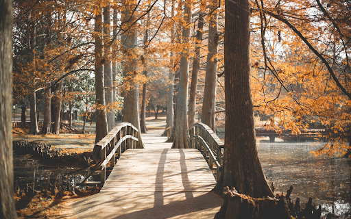 Blue flowers and white flowers  from Chrome web store to be run with OffiDocs Chromium online