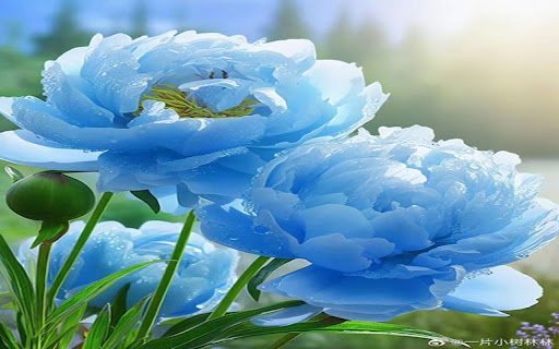 blue flowers wallpaper  from Chrome web store to be run with OffiDocs Chromium online