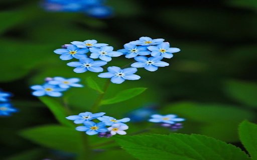 Blue forget me not wallpaper  from Chrome web store to be run with OffiDocs Chromium online