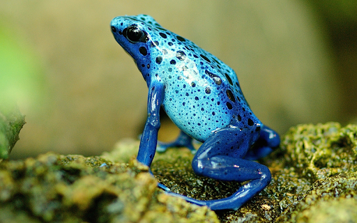 Blue frog with black spots  from Chrome web store to be run with OffiDocs Chromium online
