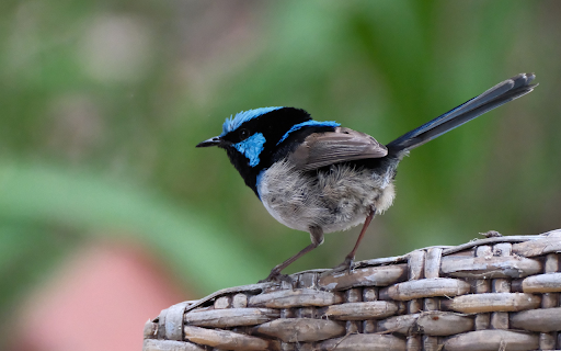 Blue headed Bird  from Chrome web store to be run with OffiDocs Chromium online
