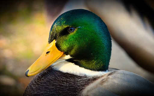 Blue headed duck  from Chrome web store to be run with OffiDocs Chromium online