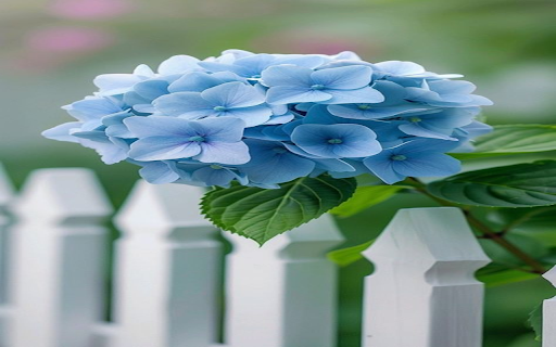Blue hydrangea cluster wallpaper  from Chrome web store to be run with OffiDocs Chromium online