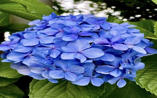 Blue Hydrangea Wallpaper  from Chrome web store to be run with OffiDocs Chromium online