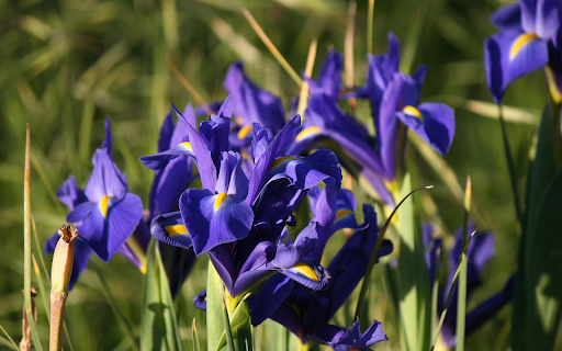 Blue iris flower  from Chrome web store to be run with OffiDocs Chromium online