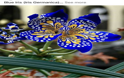 Blue iris wallpaper  from Chrome web store to be run with OffiDocs Chromium online