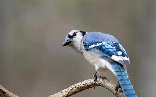 BLUEJAY Theme  from Chrome web store to be run with OffiDocs Chromium online