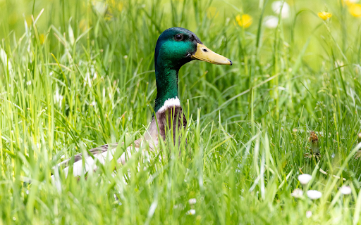Blue necked duck from Chrome web store to be run with OffiDocs Chromium online Blue necked duck from Chrome web store to be run with OffiDocs Chromium online