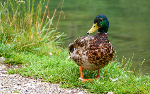 Blue necked duck by the lake  from Chrome web store to be run with OffiDocs Chromium online