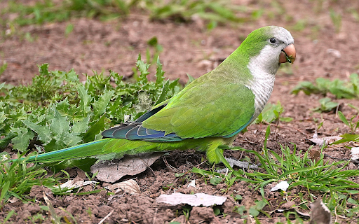 Blue Parrot  from Chrome web store to be run with OffiDocs Chromium online