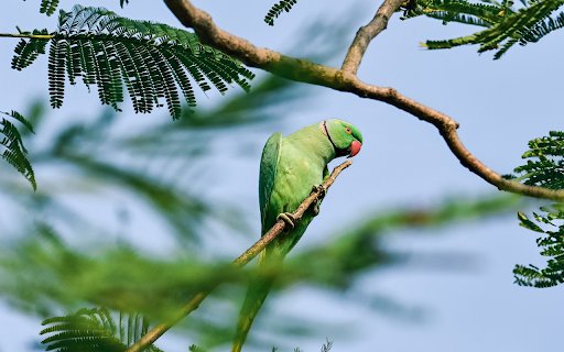 Blue parrot and neckline  from Chrome web store to be run with OffiDocs Chromium online
