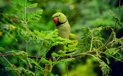 Blue parrot with red beak  from Chrome web store to be run with OffiDocs Chromium online