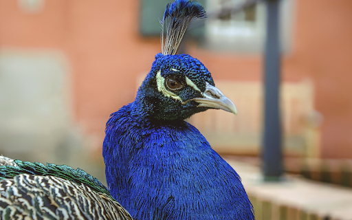 Blue Peacock  from Chrome web store to be run with OffiDocs Chromium online