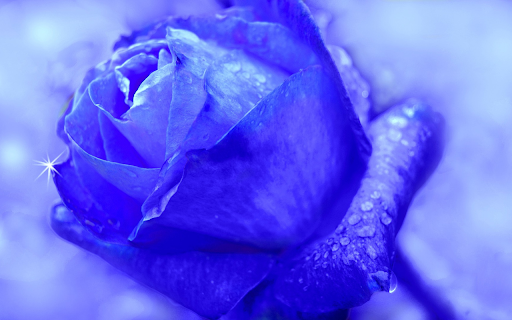 blue Rose from Chrome web store to be run with OffiDocs Chromium online blue Rose from Chrome web store to be run with OffiDocs Chromium online