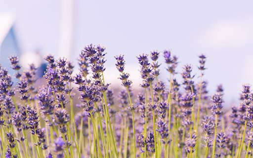 Blue sky and purple flowers  from Chrome web store to be run with OffiDocs Chromium online