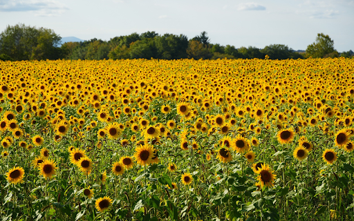 Blue sky and yellow flowers  from Chrome web store to be run with OffiDocs Chromium online