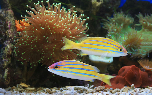 Bluestripe Snapper Fishes in Close up Photography  from Chrome web store to be run with OffiDocs Chromium online