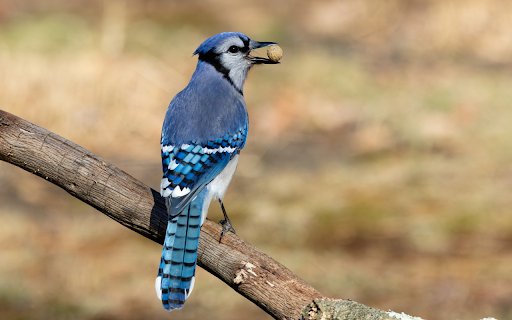 Blue tailed bird  from Chrome web store to be run with OffiDocs Chromium online Blue tailed bird  from Chrome web store to be run with OffiDocs Chromium online