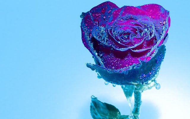 Blue Tinted Rose din magazinul web Chrome va fi rulat cu OffiDocs Chromium online