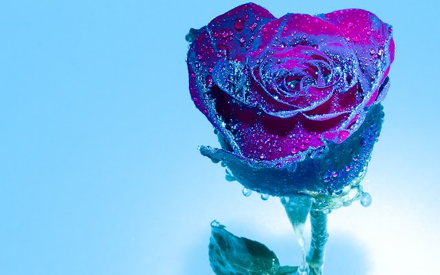 Blue Tinged Rose из интернет-магазина Chrome будет работать с OffiDocs Chromium онлайн