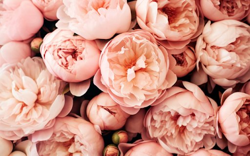 Blush Blooms, Petals Softly Swirl from Chrome web store to be run with OffiDocs Chromium online Blush Blooms, Petals Softly Swirl from Chrome web store to be run with OffiDocs Chromium online
