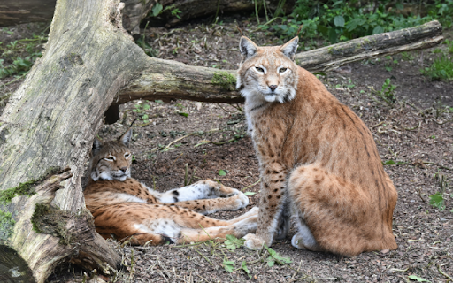 BOBCAT ze sklepu internetowego Chrome do uruchomienia z OffiDocs Chromium online