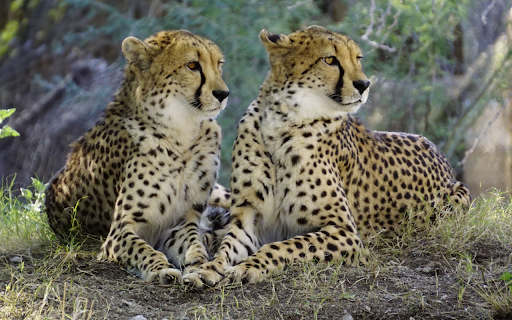 Báo đốm  from Chrome web store to be run with OffiDocs Chromium online