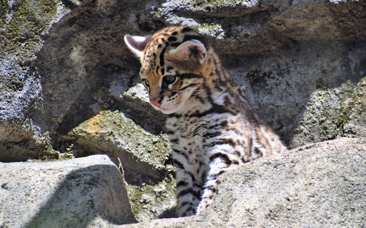 Báo đốm con  from Chrome web store to be run with OffiDocs Chromium online