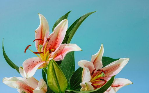 Bouquet of Lilies from Chrome web store to be run with OffiDocs Chromium online Bouquet of Lilies from Chrome web store to be run with OffiDocs Chromium online