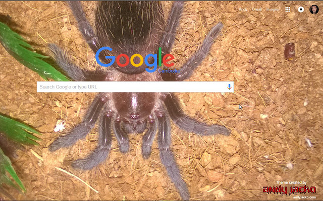 Brachypelma albopilosum, ספיידרלינג טרנטולה מחנות האינטרנט של Chrome שיופעל עם OffiDocs Chromium מקוון