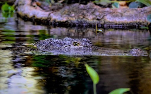 Brackish water monster  from Chrome web store to be run with OffiDocs Chromium online Brackish water monster  from Chrome web store to be run with OffiDocs Chromium online