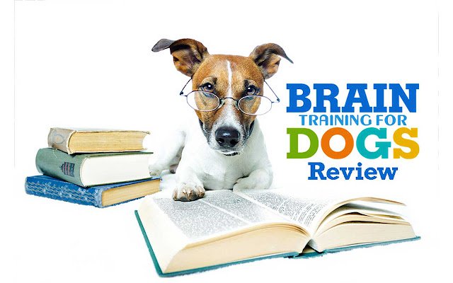 Brain Training For Dogs Review dari kedai web Chrome untuk dijalankan dengan OffiDocs Chromium dalam talian