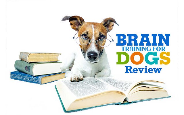 ക്രോം വെബ് സ്റ്റോറിൽ നിന്നുള്ള നായ്ക്കൾക്കുള്ള ബ്രെയിൻ ട്രെയിനിംഗ് റിവ്യൂ OffiDocs Chromium ഓൺലൈനിൽ പ്രവർത്തിക്കും