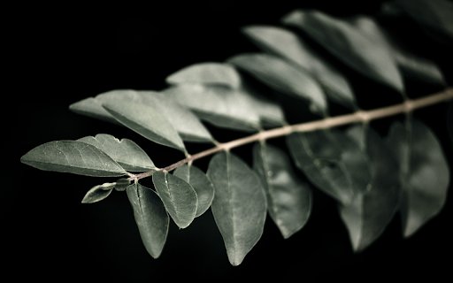Branches and leaves are symmetrical  from Chrome web store to be run with OffiDocs Chromium online