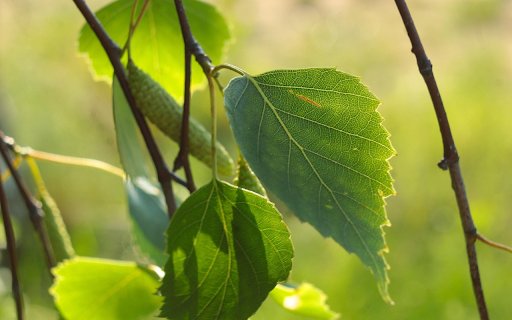 Branches and leaves in the sun  from Chrome web store to be run with OffiDocs Chromium online