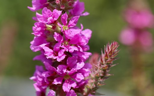 Branches with many purple flowers  from Chrome web store to be run with OffiDocs Chromium online