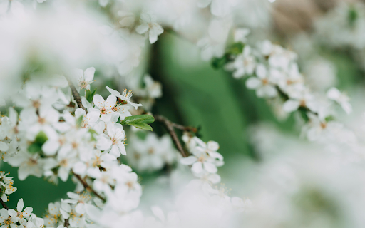 Branches with many white flowers  from Chrome web store to be run with OffiDocs Chromium online
