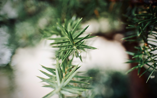 Branches with pointed leaves  from Chrome web store to be run with OffiDocs Chromium online