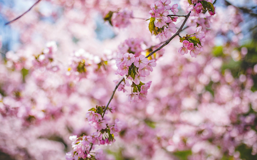 Branch of cherry blossom tree  from Chrome web store to be run with OffiDocs Chromium online