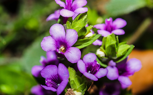 Branch with Small Purple Blooms from Chrome web store to be run with OffiDocs Chromium online Branch with Small Purple Blooms from Chrome web store to be run with OffiDocs Chromium online