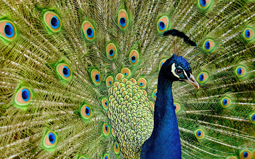 Bright eyed Peacock  from Chrome web store to be run with OffiDocs Chromium online